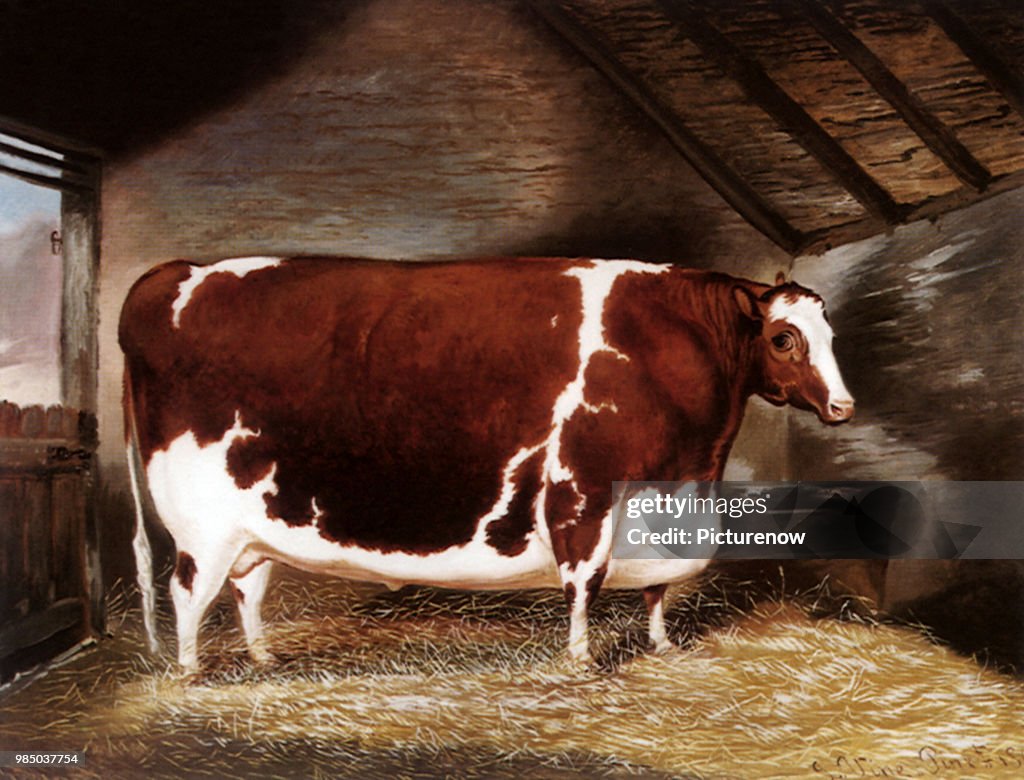 A Shorthorn Steer