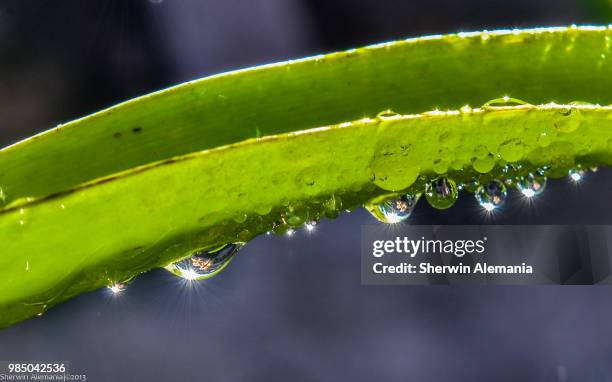 after the rain - alemania stock pictures, royalty-free photos & images