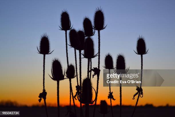 prairie sunset - thistle silhouette stock pictures, royalty-free photos & images