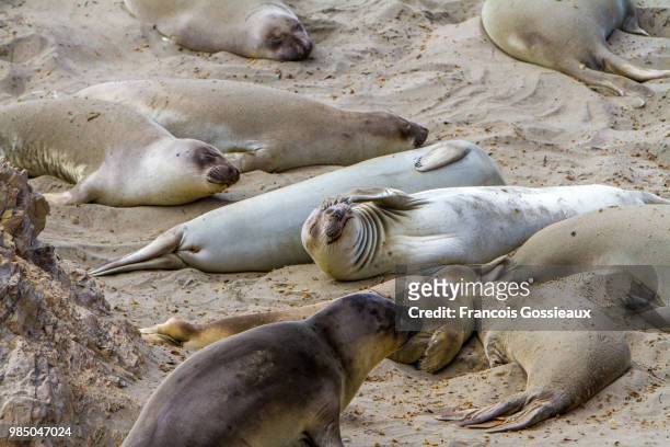 northern elephant seals sunbathing in california, usa. - northern elephant seal stock-fotos und bilder