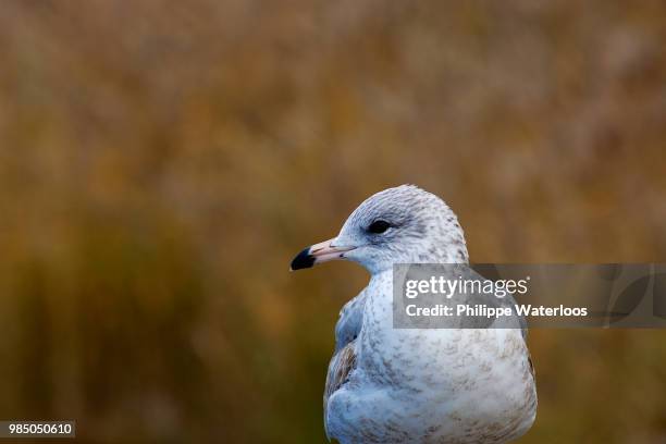 mouette 2 - mouette stock pictures, royalty-free photos & images