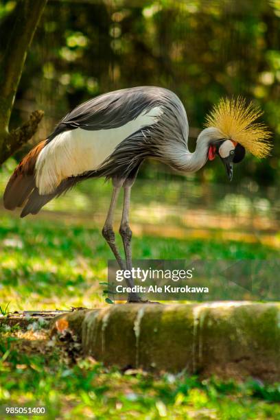 a grey crowned crane in bauru, brazil. - grey crowned crane stockfoto's en -beelden