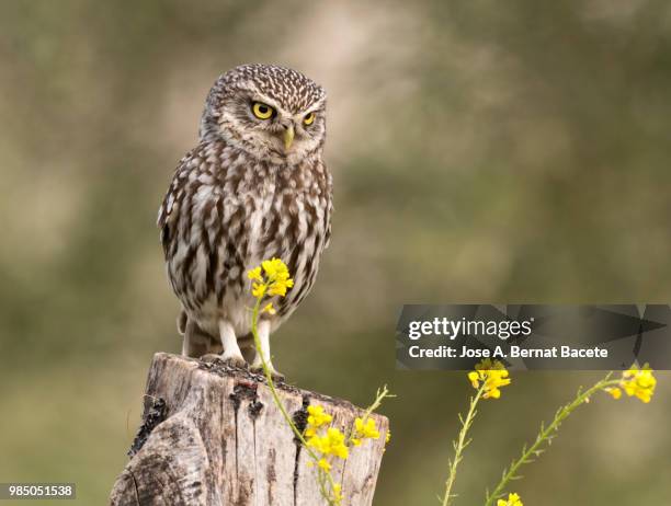 little owl (athene noctua) with house mouse (mus musculus) prey. - wood mouse stock pictures, royalty-free photos & images