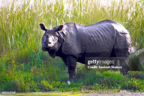 one horned rhino from chitwan, nepal - chitwan stock pictures, royalty-free photos & images