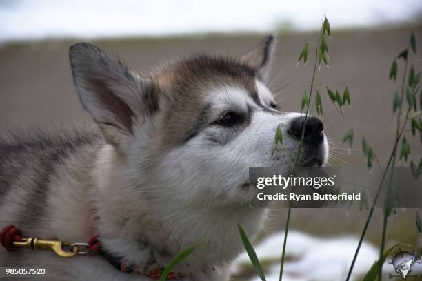 cheyenne - young cheyenne stock pictures, royalty-free photos & images