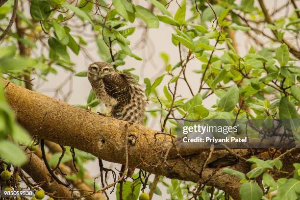 a spotted owlet perching in a tree. - spotted owl bildbanksfoton och bilder