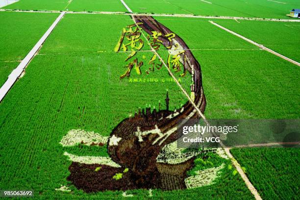 Rice field painting featuring amazing China is on display at a paddy field at Sibe town on June 24, 2018 in Shenyang, Liaoning Province of China....