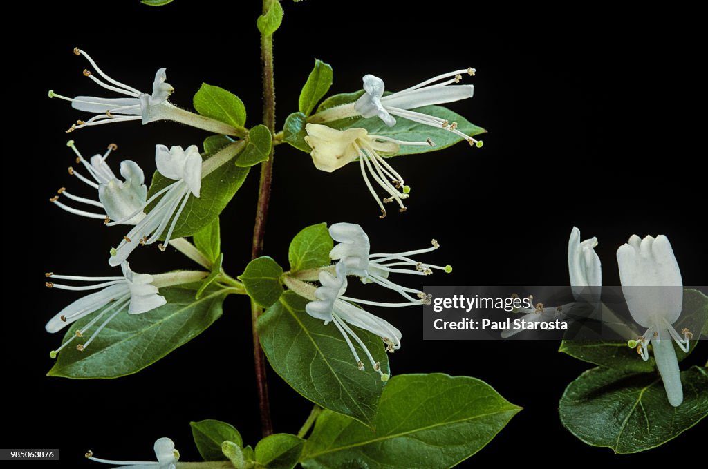 Lonicera japonica 'Halliana' (Japanese honeysuckle)