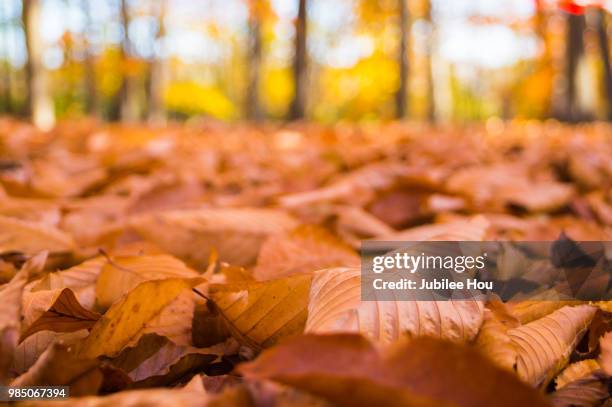 fall colors - hou stock pictures, royalty-free photos & images
