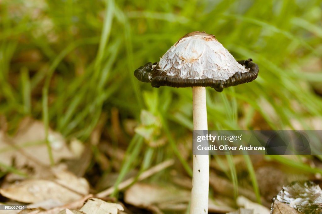 Shaggy Inkcap