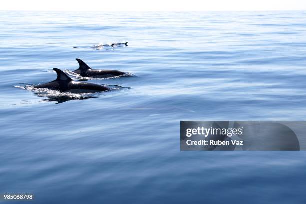 wild dolphins - observation de la faune photos et images de collection