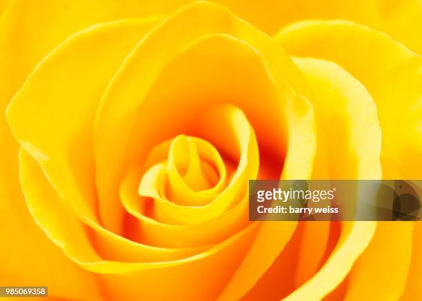 yellow rose - barry weiss 個照片及圖片檔