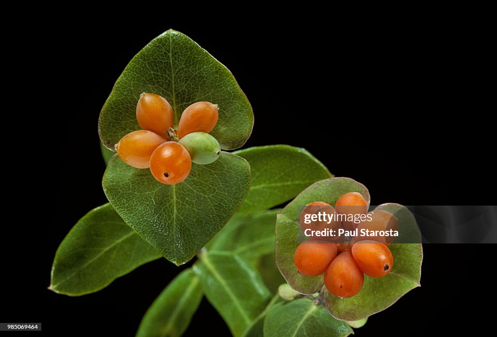Lonicera sp. (honeysuckle) - fruit