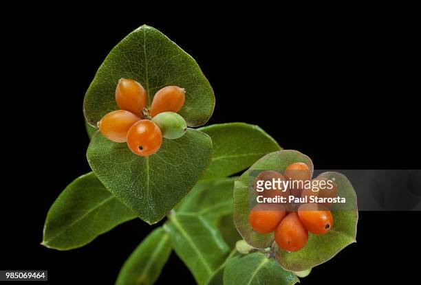 lonicera sp. (honeysuckle) - fruit - arrowwood 個照片及圖片檔