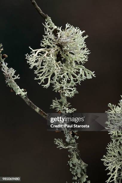 lichens on branch - líquen imagens e fotografias de stock