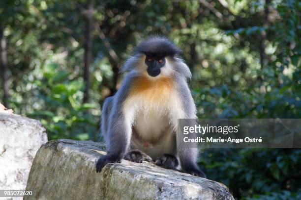 bhutan, golden langur endangered monkey - marie ange ostré photos et images de collection