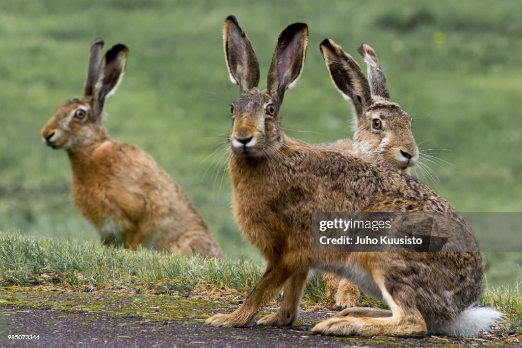 Three Rabbits High-Res Stock Photo - Getty Images