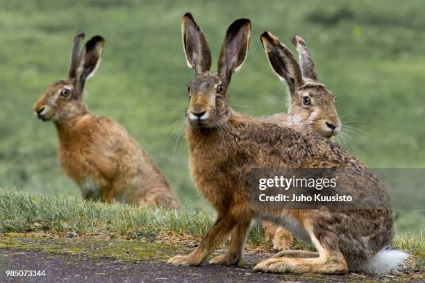 three rabbits - hare stock pictures, royalty-free photos & images