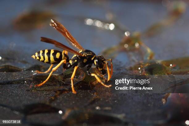 paper wasp... - paper wasp 個照片及圖片檔