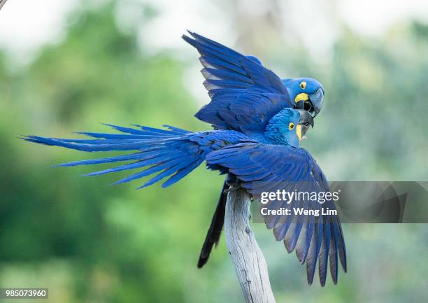 hyacinth macaws bonding - arara azul grande imagens e fotografias de stock