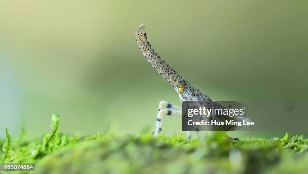 Zanza Insect 3,980 Zanna Stock Photos, High-Res Pictures, and Images - Getty Images