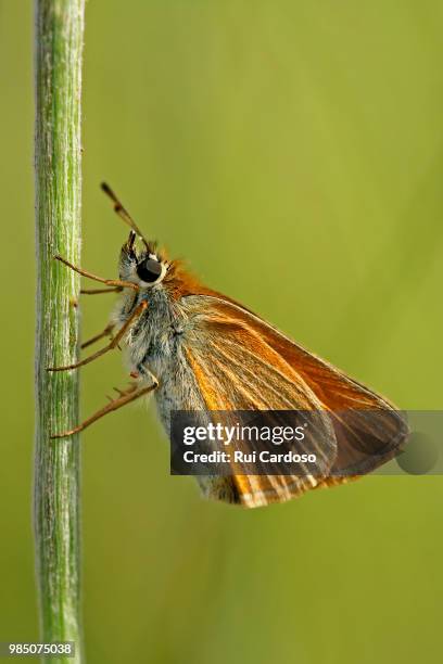 small skipper perching on a stalk. - hesperiidae stock pictures, royalty-free photos & images