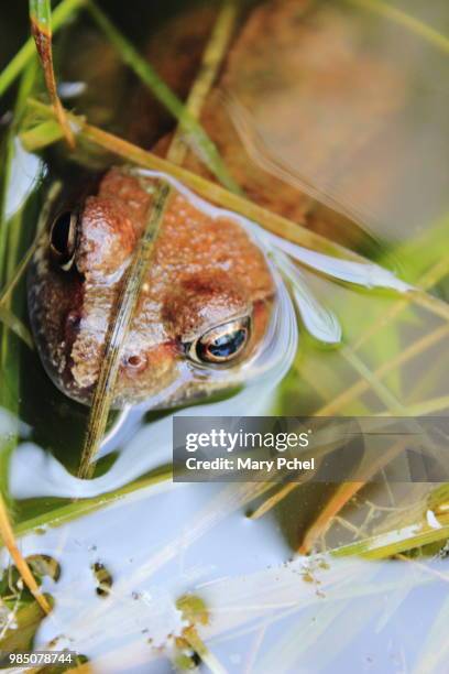 magic - leopard frog ストックフォトと画像