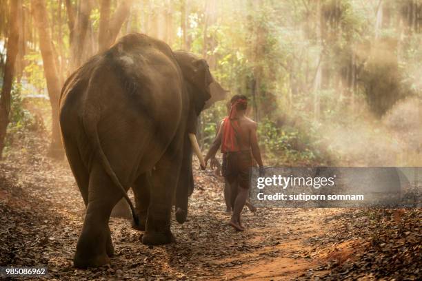 mahout elephants - mahout stock pictures, royalty-free photos & images