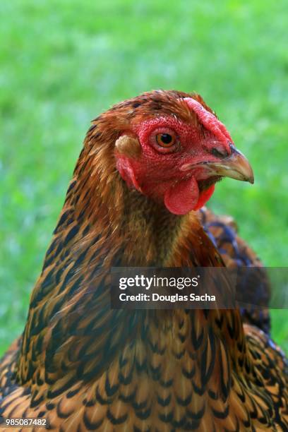 golden laced colored domestic chicken (gallus gallus domesticus) - gallus gallus stock pictures, royalty-free photos & images