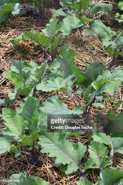 close-up of a kohlrabi plant (brassica oleracea) - spice store stock pictures, royalty-free photos & images