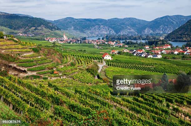 herfst uitzicht op wijngaarden rond spitz, de vallei van de wachau, oostenrijk - donau vallei stockfoto's en -beelden
