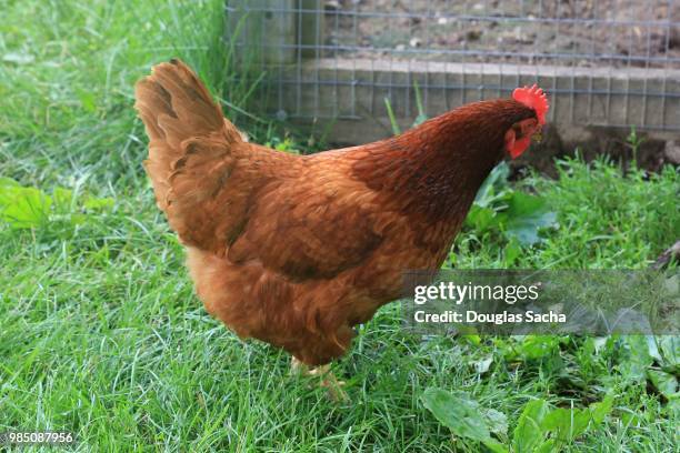 rhode island red breed of domestic chicken (gallus gallus domesticus) - gallus gallus stock pictures, royalty-free photos & images