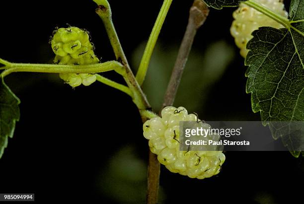 morus alba (white mulberry) - fruit - mulberry tree 個照片及圖片檔
