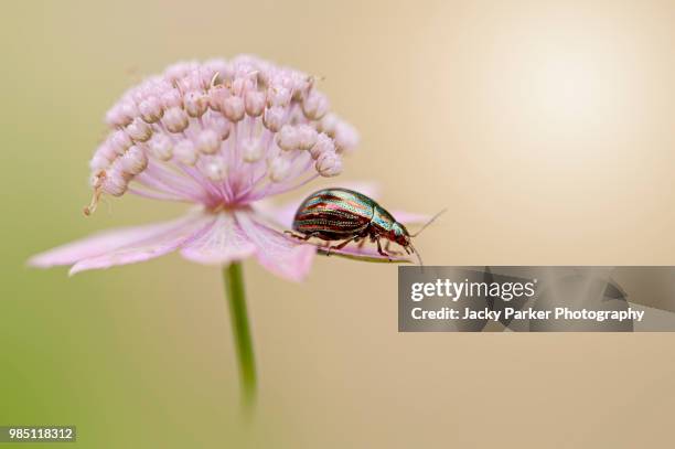 chrysolina americana, common name rosemary beetle, also known affectionately in the south west of england as "the fresh prince of bel-ladybirds" resting on an astrantia flower also known as masterwort - chrysolina stock pictures, royalty-free photos & images