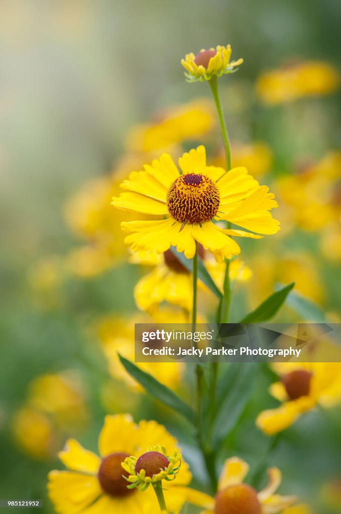Helenium Spp Closeup Image Of The Summer Flowering Orange And Yellow Helenium Flower ...