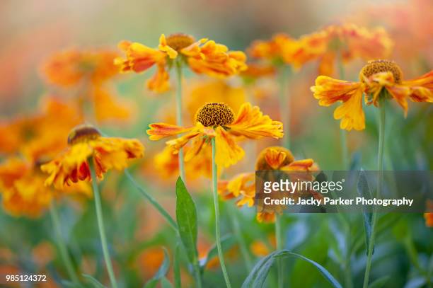 close-up image of the summer flowering orange and yellow helenium flower also known as sneezeweed, image taken against a soft background - perennial stock-fotos und bilder