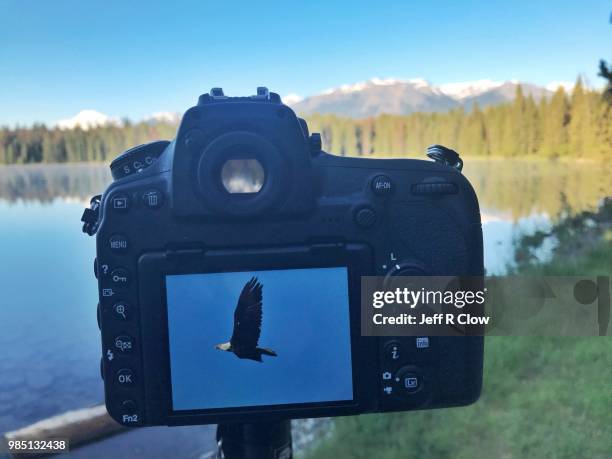 eagle photography in canada - hobby bird of prey stock pictures, royalty-free photos & images