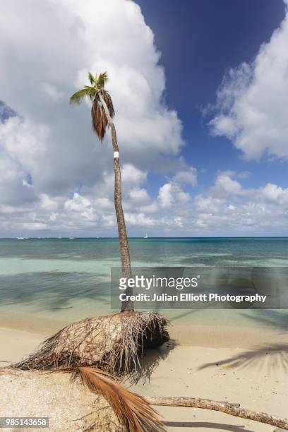 the tropical island paradise of martinique. - saint anne stock pictures, royalty-free photos & images