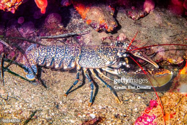 giant lobster under the sea - decapoda stock pictures, royalty-free photos & images