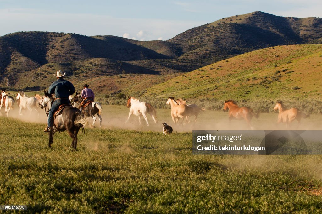 Cowboys cowgirls to herd wild horses at santaquin Salt lake City SLC Utah USA