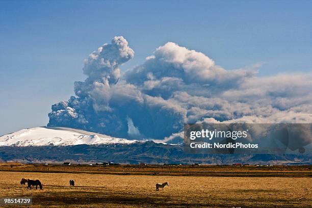Horse graze as a cloud of volcanic matter rises from the erupting Eyjafjallajokull volcano, April 16, 2010 in Fimmvorduhals, Iceland. A major...