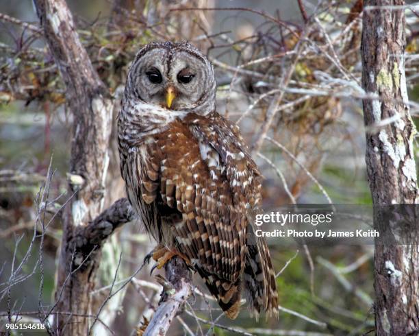 the barred owl, also known as northern barred owl or hoot owl, is a true owl native to eastern north america. - true north stock pictures, royalty-free photos & images