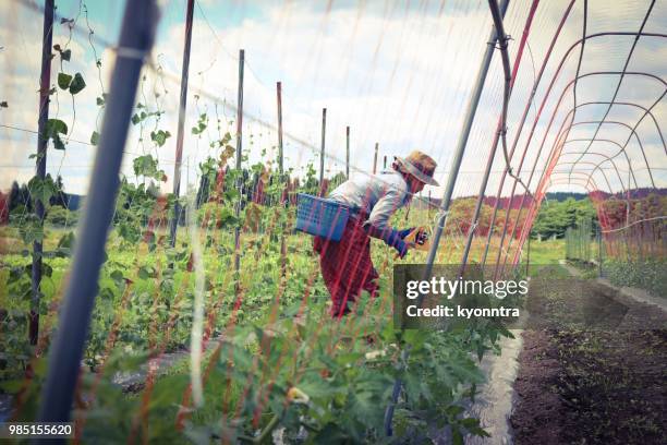 farmer - kyonntra stock pictures, royalty-free photos & images