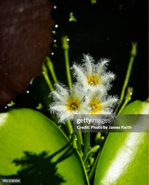 also known as little floating heart, water snowflake (nymphoides spp.) is a charming little floating plant with delicate snowflake-like flowers that bloom in summer. - spp stock pictures, royalty-free photos & images