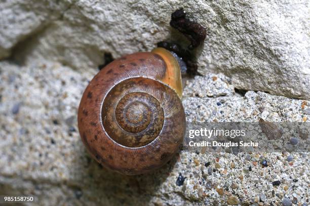 garden snail climbing a wall (helix aspersa) - garden snail stock pictures, royalty-free photos & images