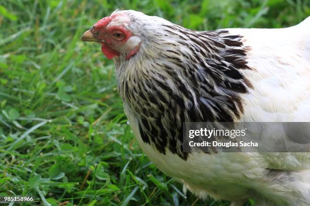 portrait of a columbian colored chicken (gallus gallus domesticus) - gallus gallus stock pictures, royalty-free photos & images