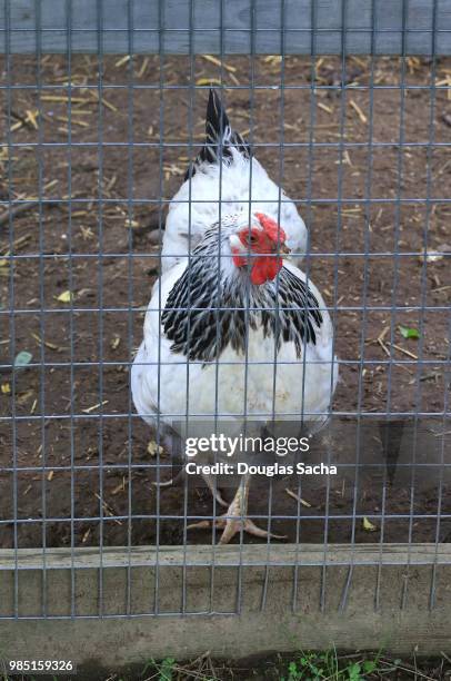 brahma chicken in a coop (gallus gallus domesticus) - gallus gallus stock pictures, royalty-free photos & images