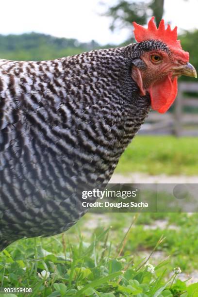 pilgrim fowl breed of chicken (gallus gallus domesticus) - gallus gallus stock pictures, royalty-free photos & images