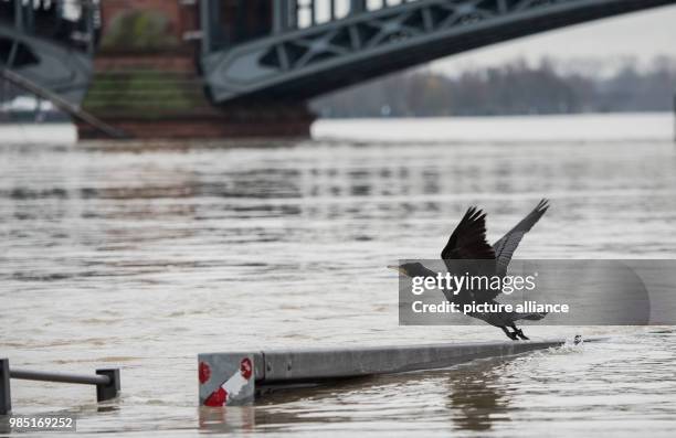 Bird is in flight along the flooded banks of the river Rhine in Mainz, Germany, 26 January 2018. The Theodor Heuss Bridge can be spotted in the...