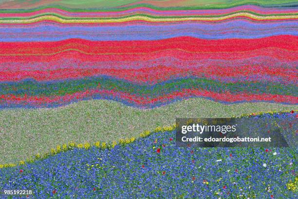 abstract landscape 24 - bloemenveld stockfoto's en -beelden